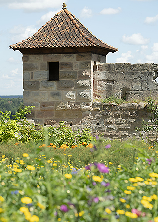 Bild: Belvedere und Blumenwiese