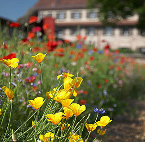 Picture: Flowers at Cadolzburg Garden