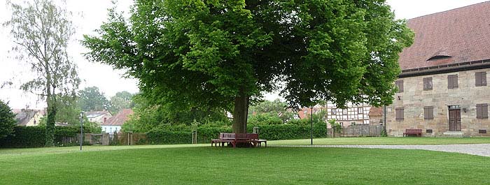 Picture: Linden tree with surrounding seat