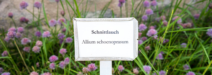 Bild: Schnittlauch im Burggarten